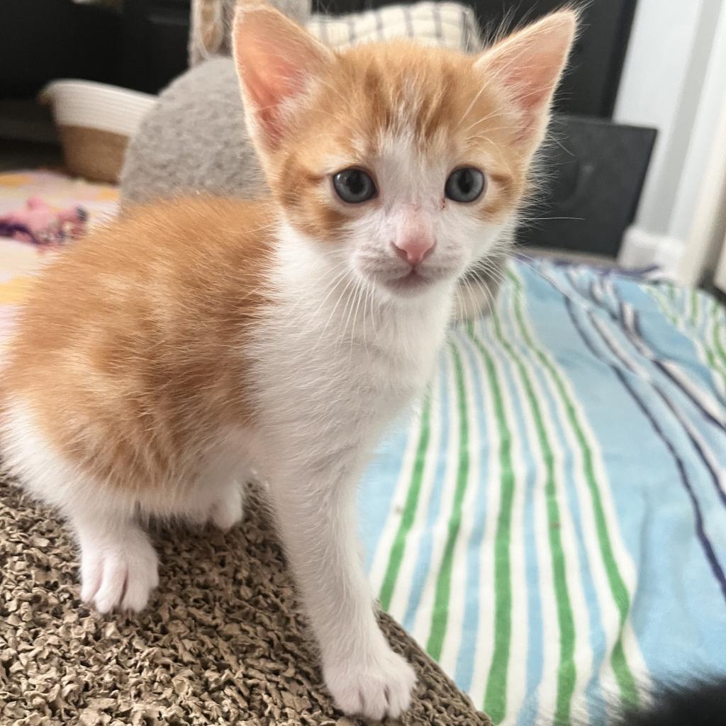 Jonas, a Adoptable Domestic Short Hair in Ponte Vedra Beach, FL image 3/6