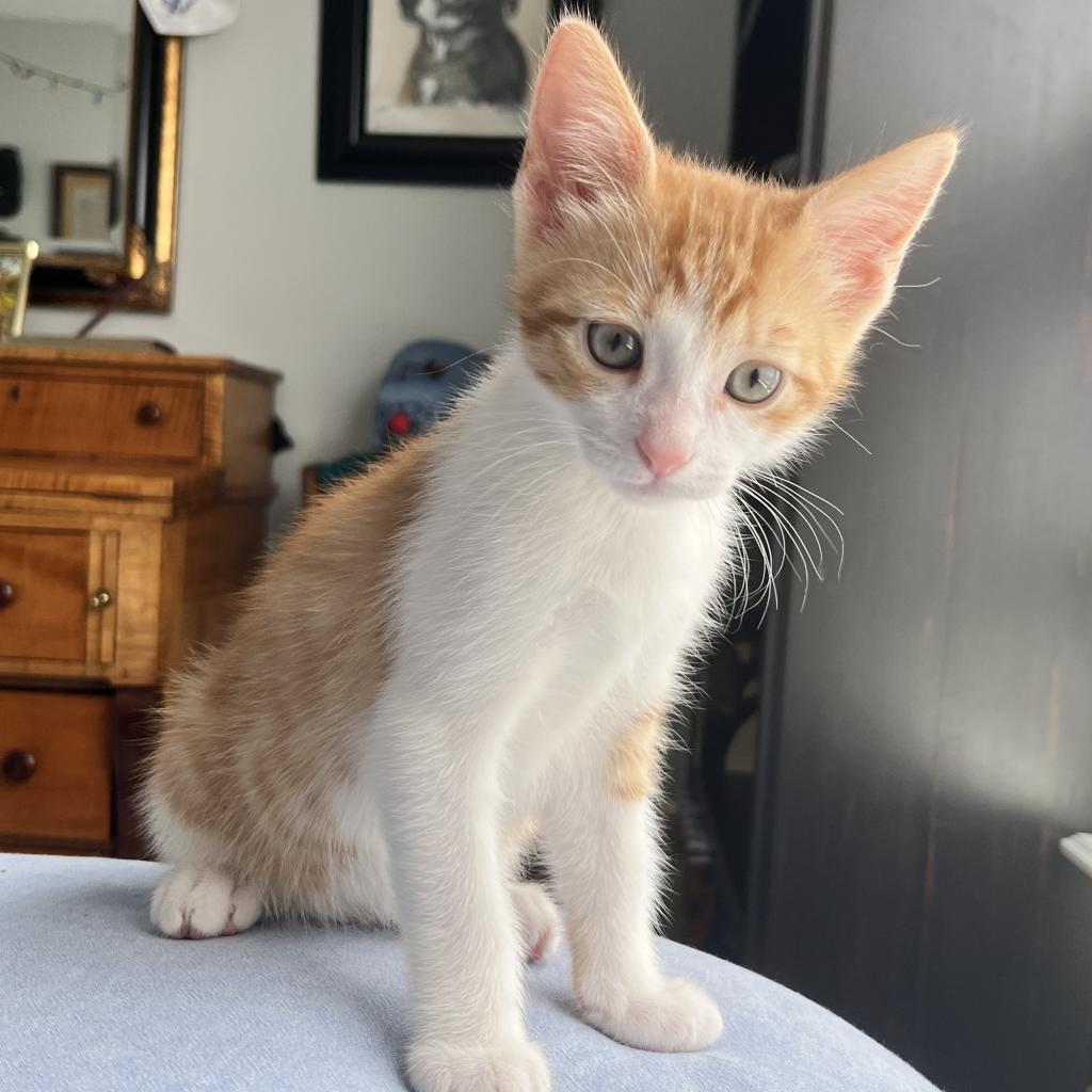 Jonas, a Adoptable Domestic Short Hair in Ponte Vedra Beach, FL image 4/6