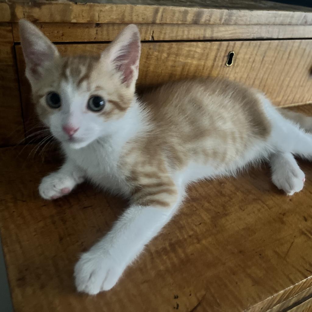 Jonas, a Adoptable Domestic Short Hair in Ponte Vedra Beach, FL image 5/6