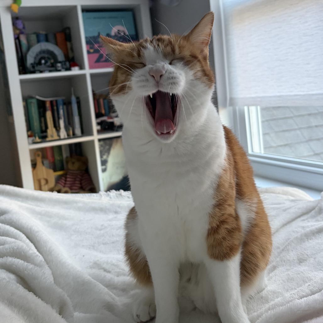 Jonas, a Adoptable Domestic Short Hair in Ponte Vedra Beach, FL image 6/6