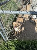 Holly, a Adoptable mixed breed in Madras, OR image 1/2