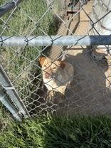 Holly, a Adoptable mixed breed in Madras, OR image 2/2
