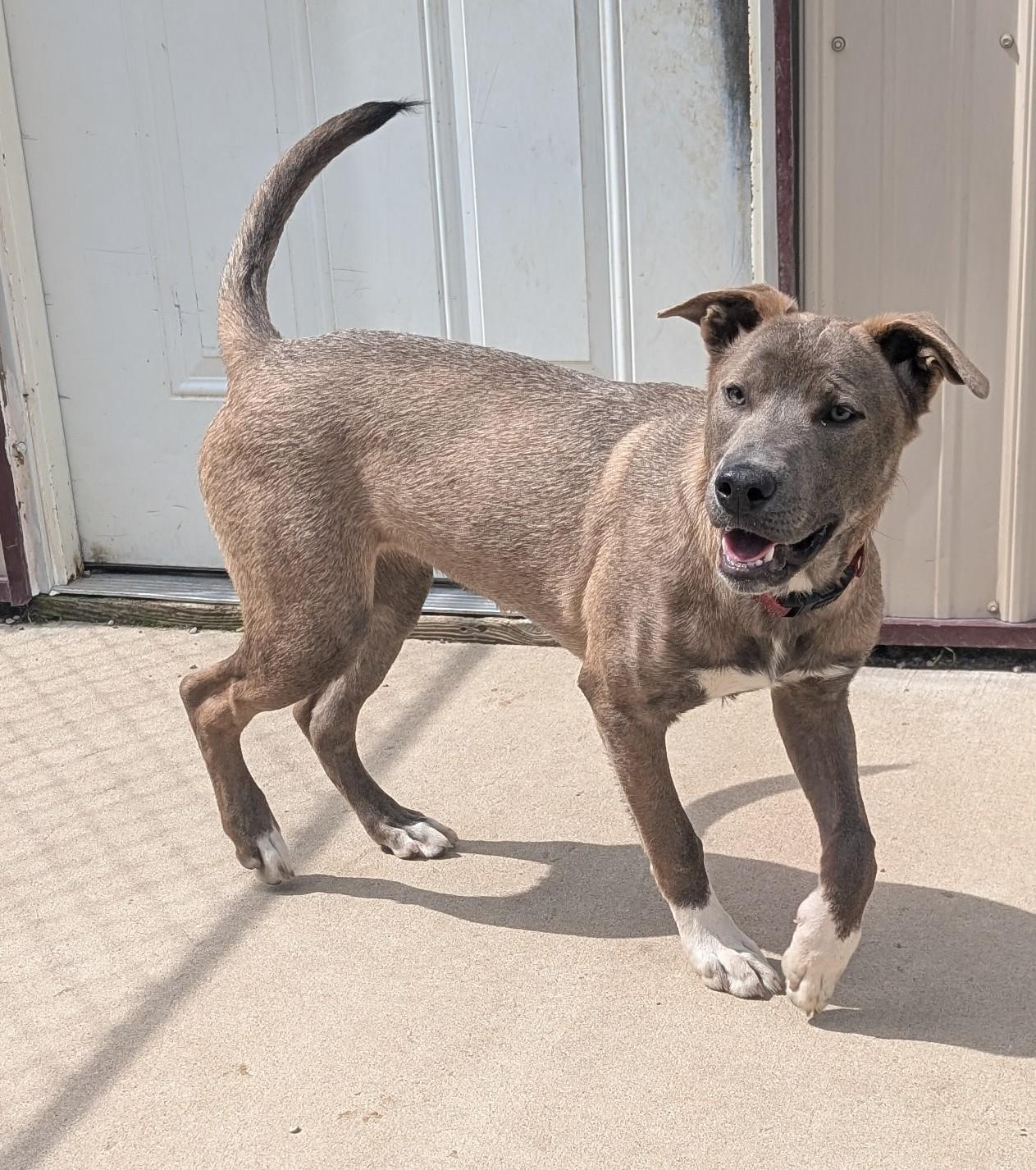 Rain, Adoptable, Young Female Husky & Shepherd.