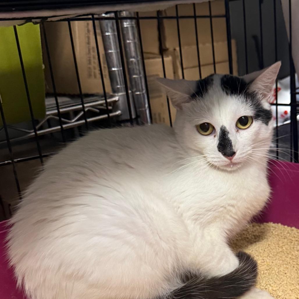 Orca, Adoptable, Adult Male Domestic Medium Hair.