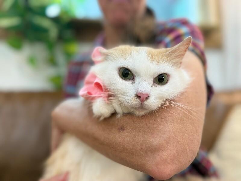 Enlarge Bellissima, a Adoptable mixed breed in Rockford, IL image 2/6