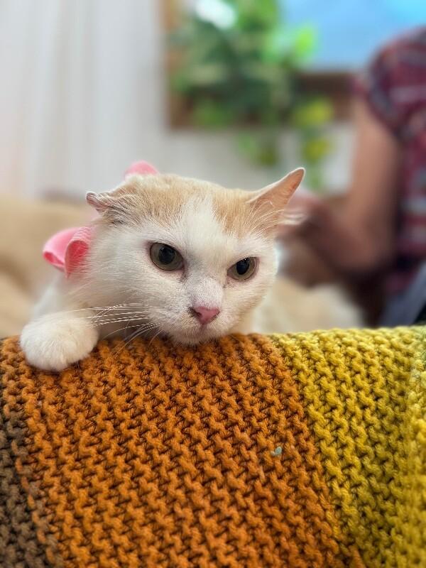 Enlarge Bellissima, a Adoptable mixed breed in Rockford, IL image 3/6