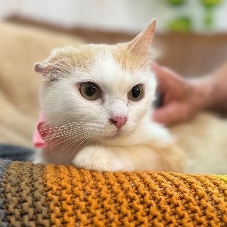 Enlarge Bellissima, a Adoptable mixed breed in Rockford, IL image 1/6