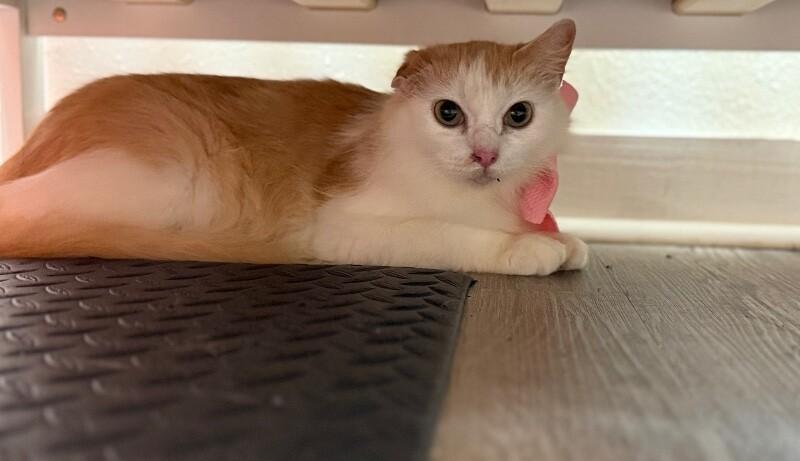 Enlarge Bellissima, a Adoptable mixed breed in Rockford, IL image 5/6
