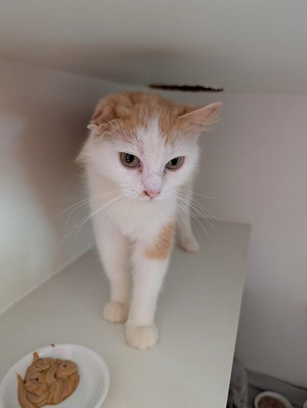 Enlarge Bellissima, a Adoptable mixed breed in Rockford, IL image 6/6
