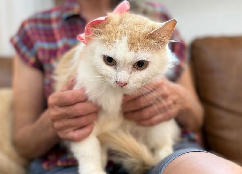 Enlarge Bellissima, a Adoptable mixed breed in Rockford, IL image 4/6