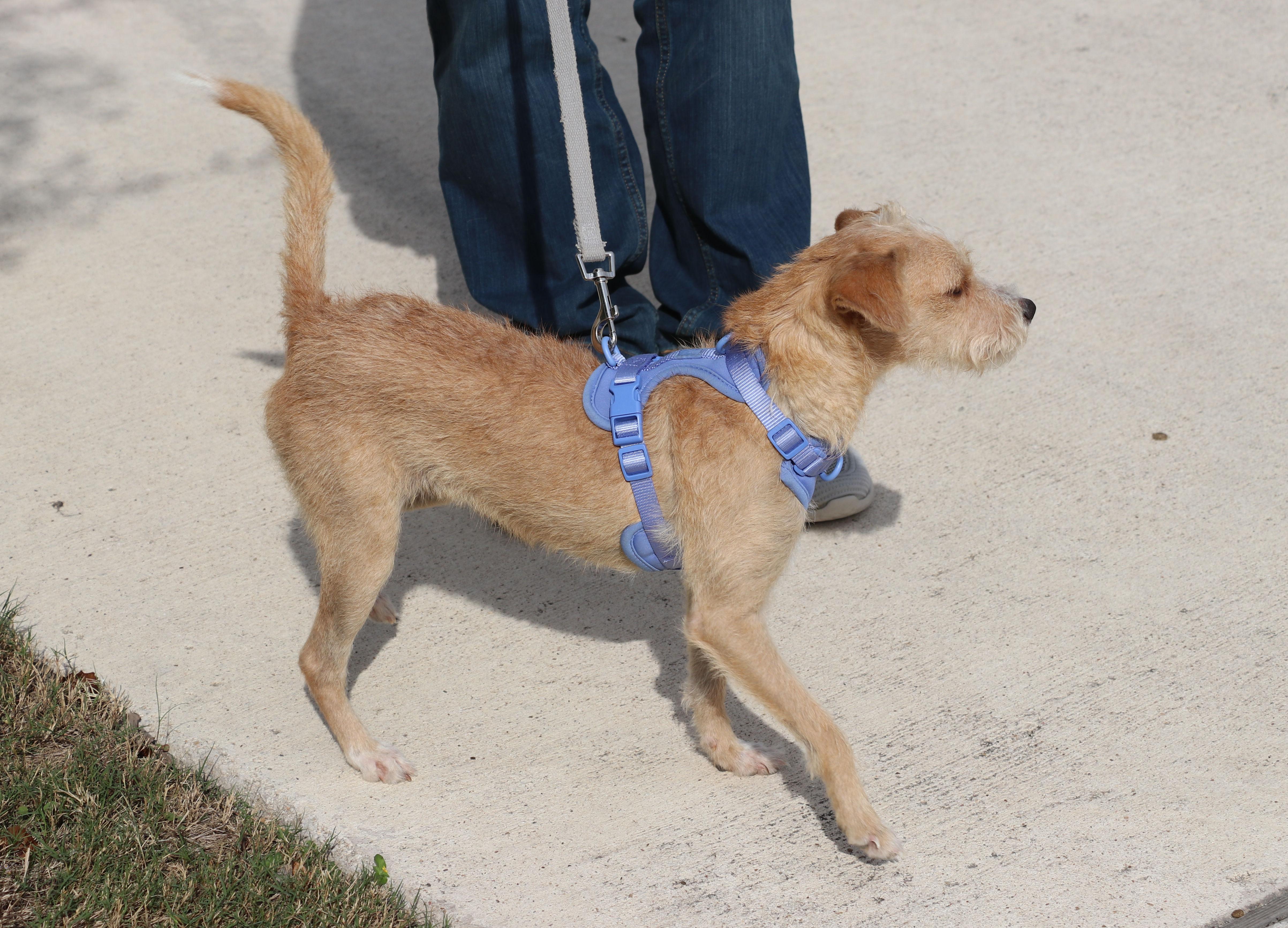 Miss Ma'am, an adopted mixed breed in Pflugerville, TX image 5/6