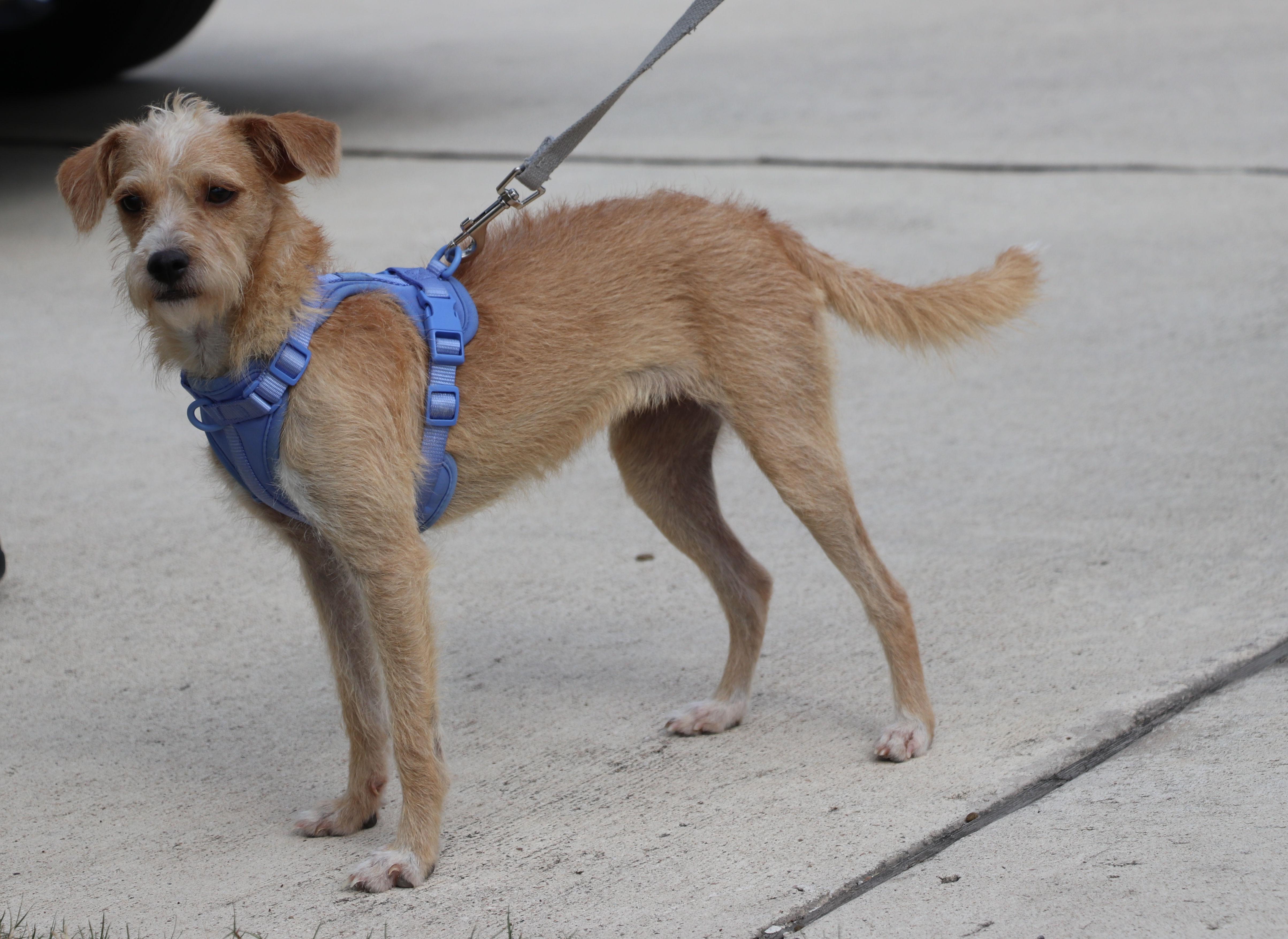 Miss Ma'am, an adopted mixed breed in Pflugerville, TX image 6/6