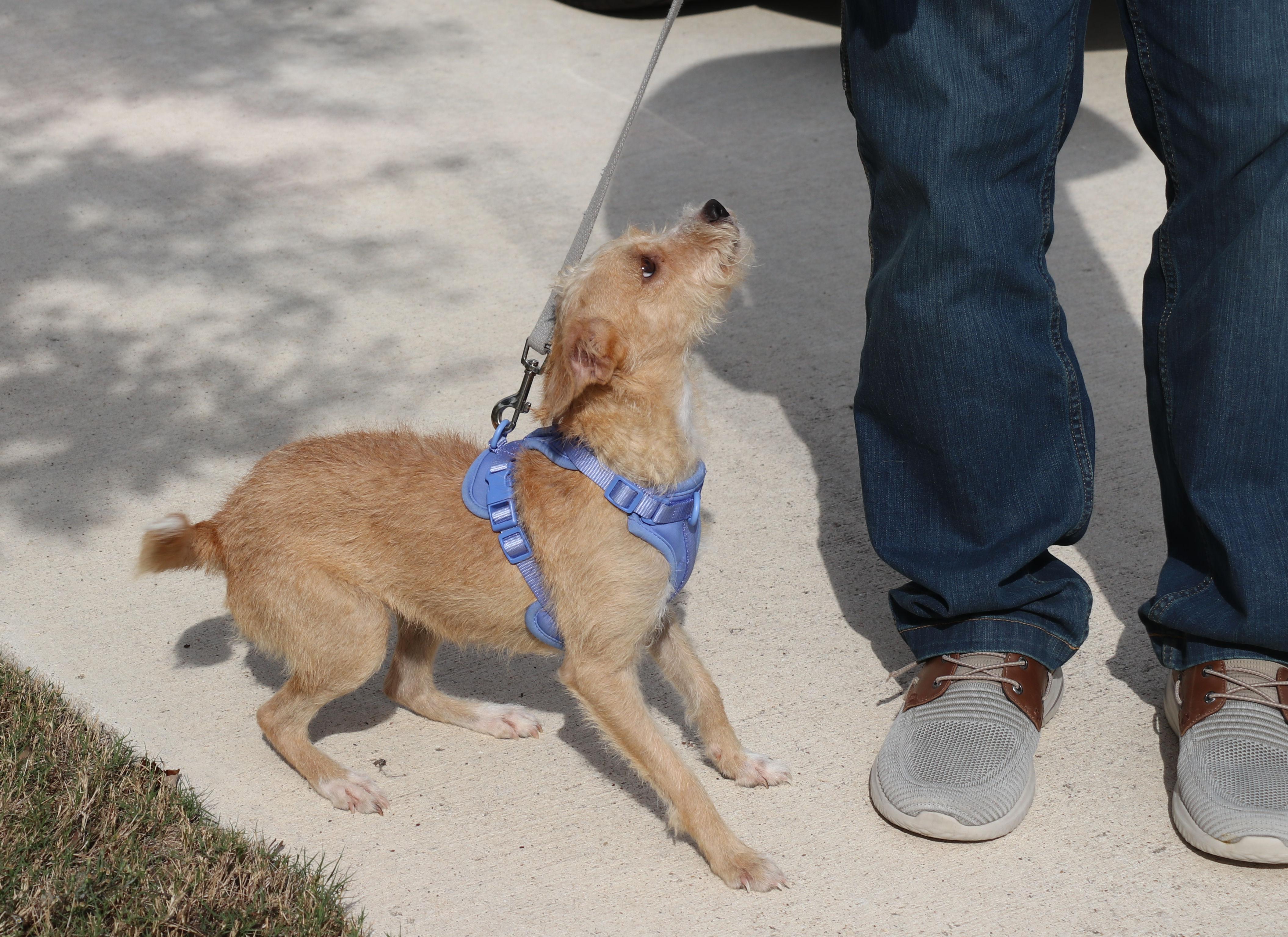 Miss Ma'am, an adopted mixed breed in Pflugerville, TX image 4/6