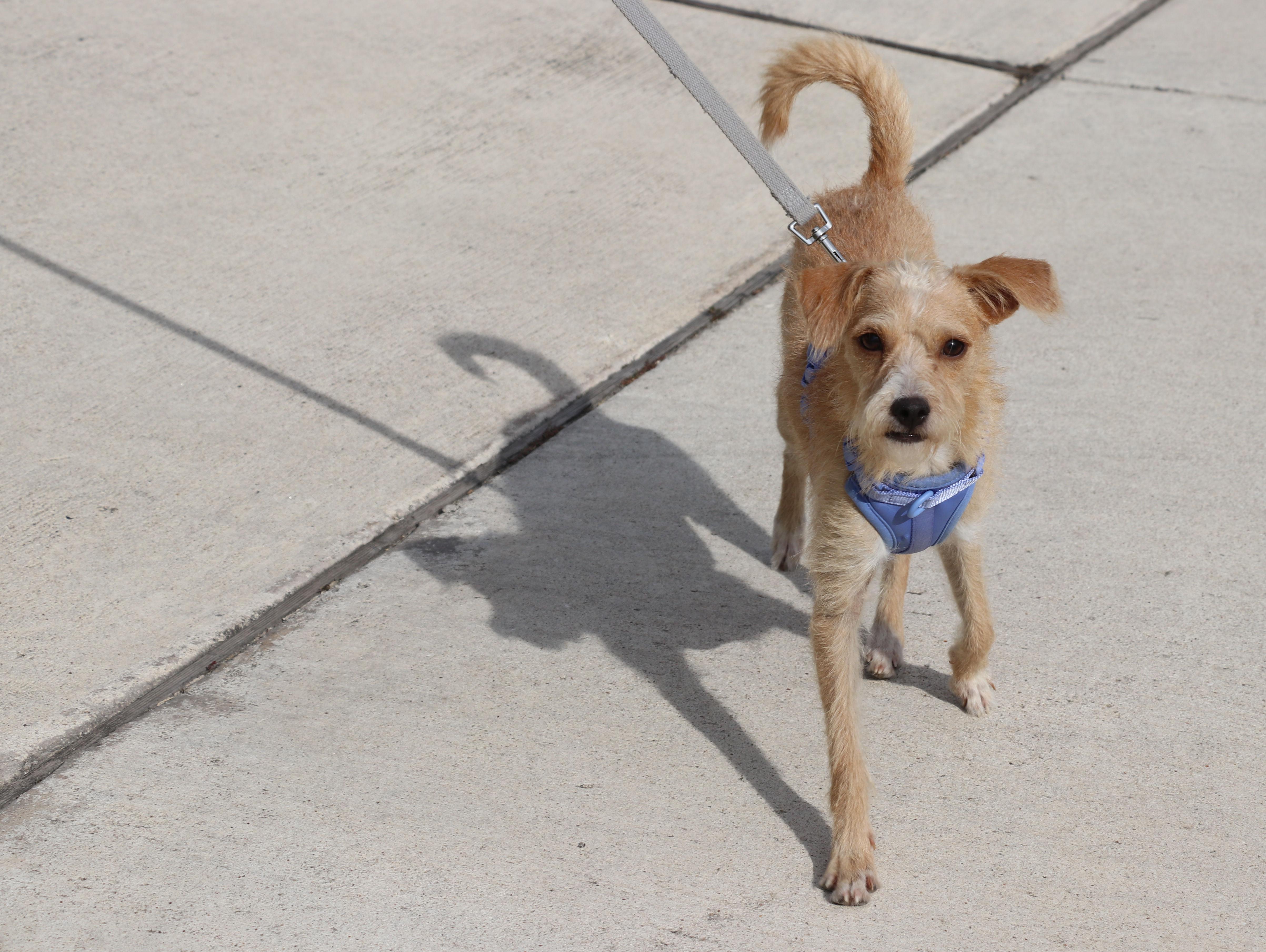 Miss Ma'am, an adopted mixed breed in Pflugerville, TX image 1/6