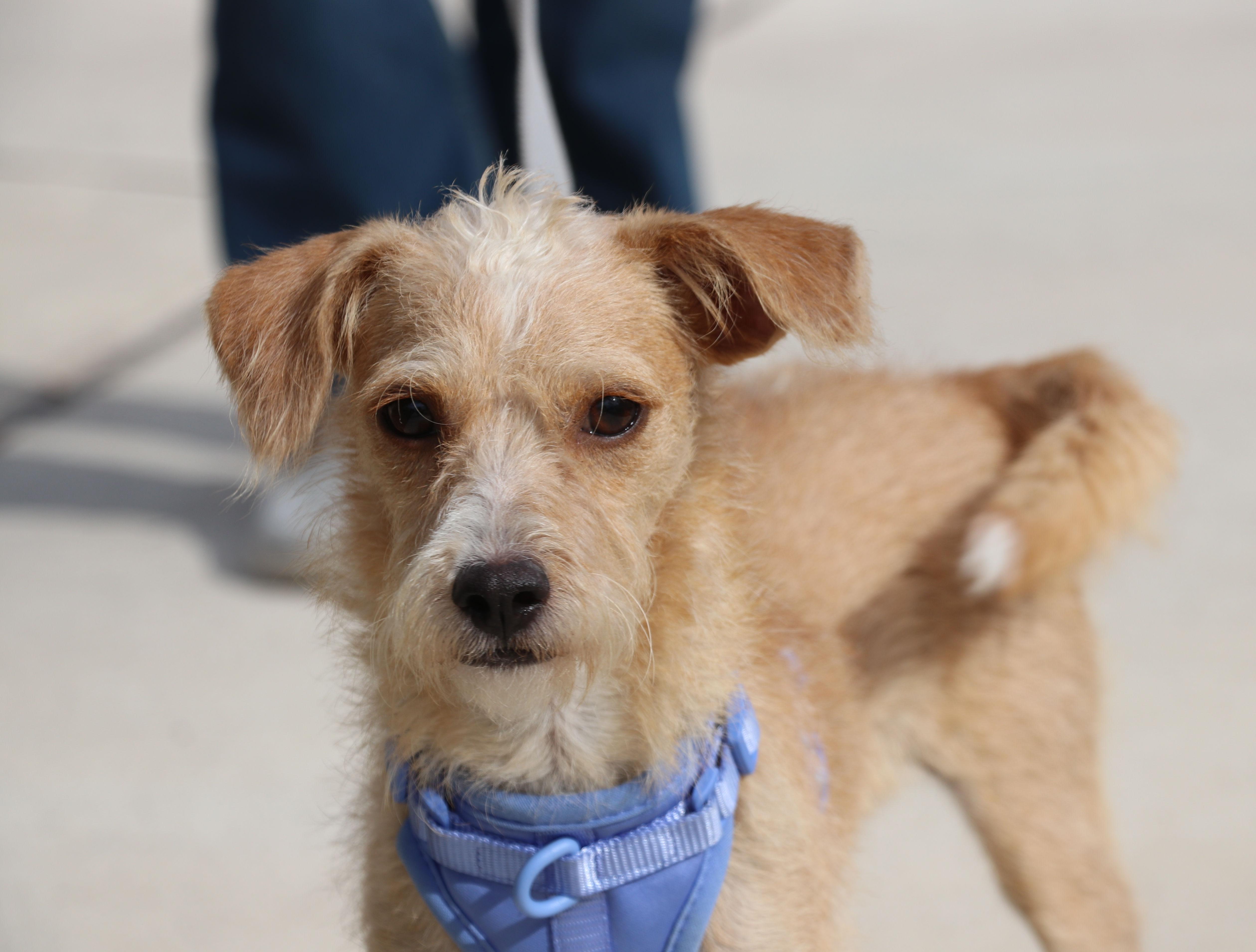 Miss Ma'am, an adopted mixed breed in Pflugerville, TX image 2/6