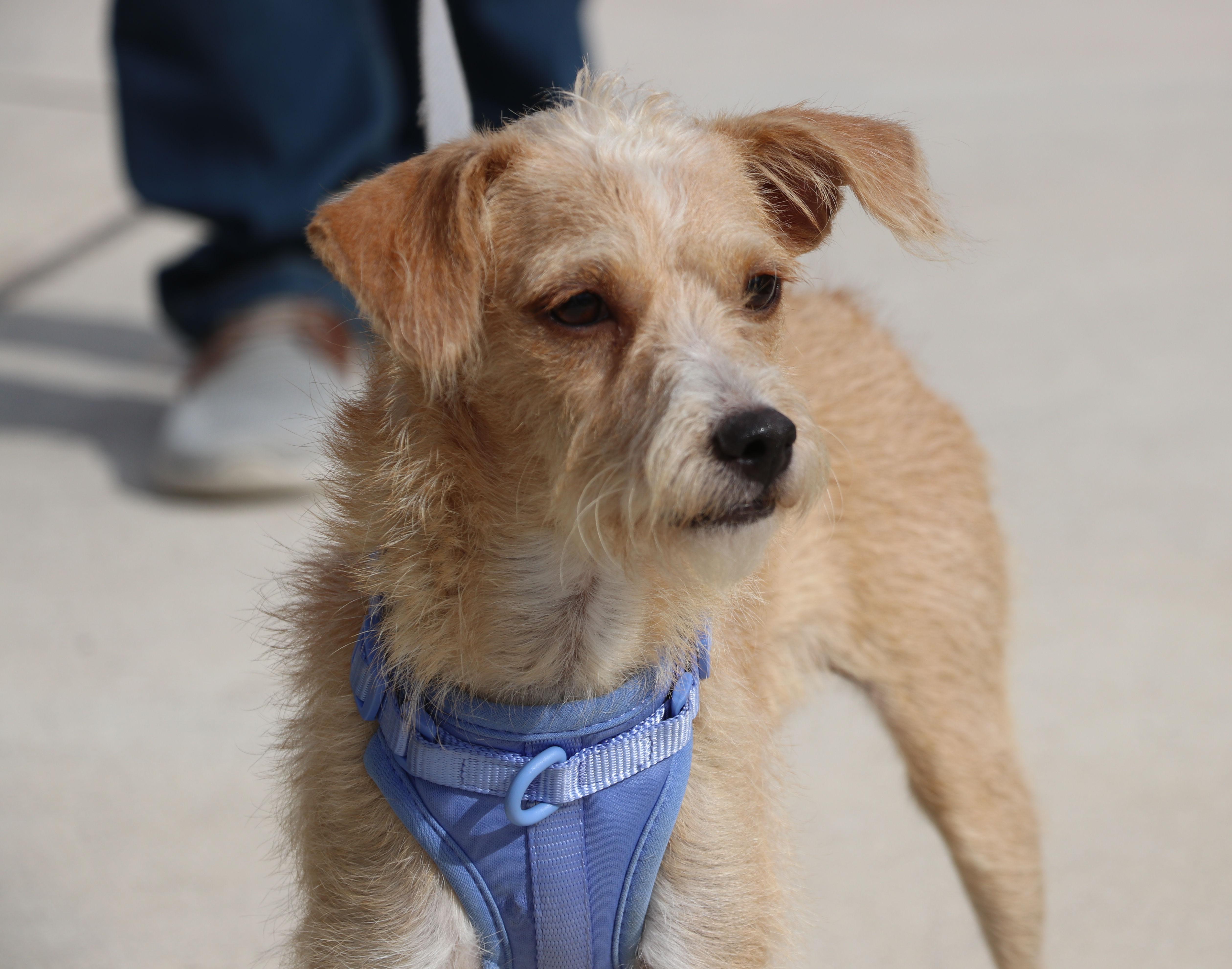 Miss Ma'am, an adopted mixed breed in Pflugerville, TX image 3/6