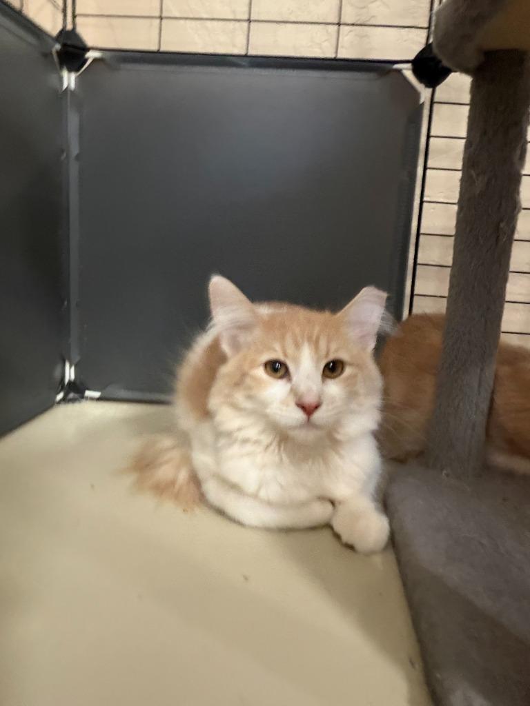 Enlarge Tully, a Adoptable mixed breed in La Verkin, UT image 1/1
