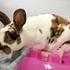 Butternut, Adoptable, Young Female Bunny Rabbit.