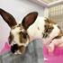 Enlarge Butternut, a Adoptable Bunny Rabbit in Iowa City, IA image 2/2
