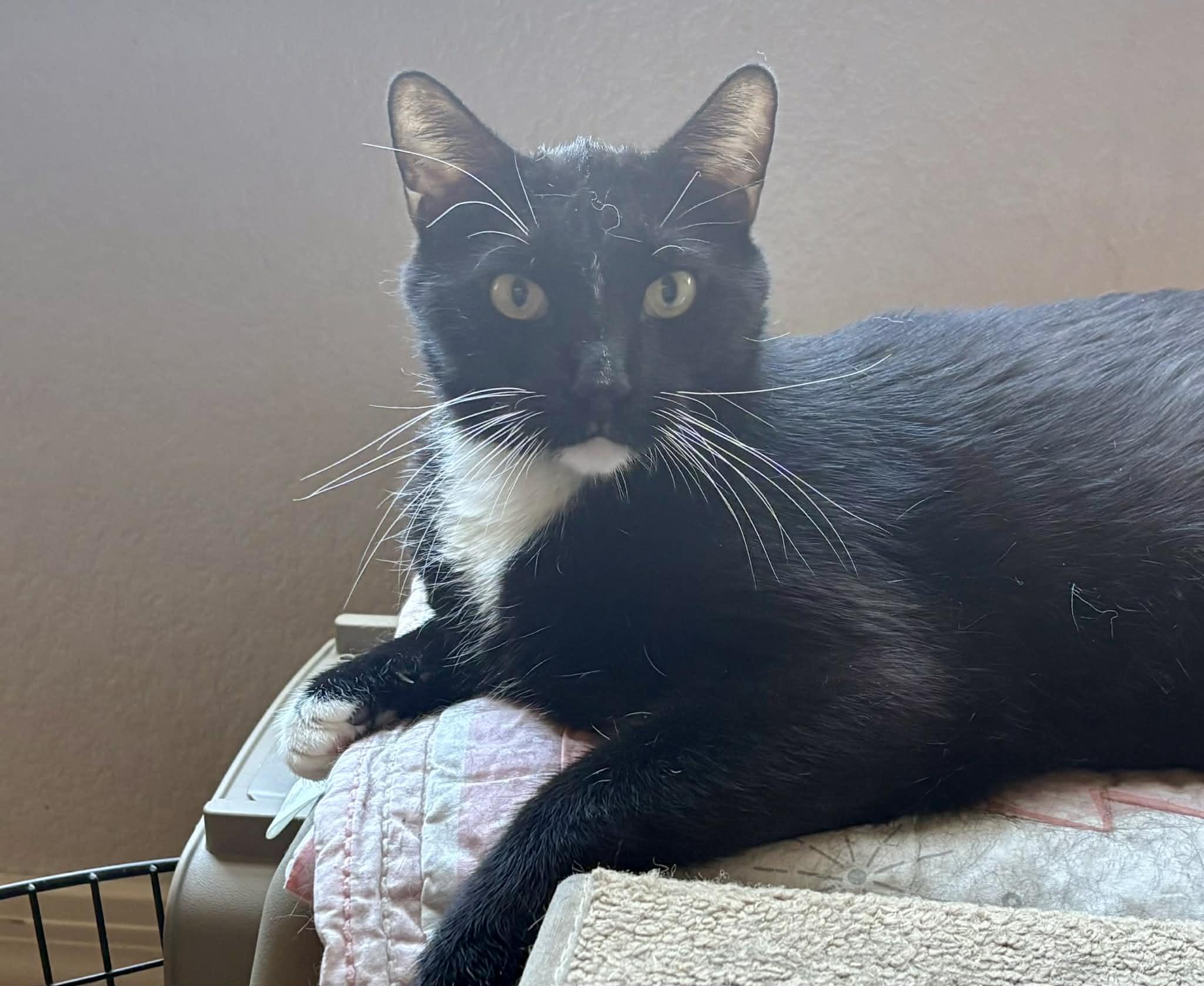 Enlarge Felix, a ADOPTABLE Domestic Short Hair in queen creek, AZ image 5/6