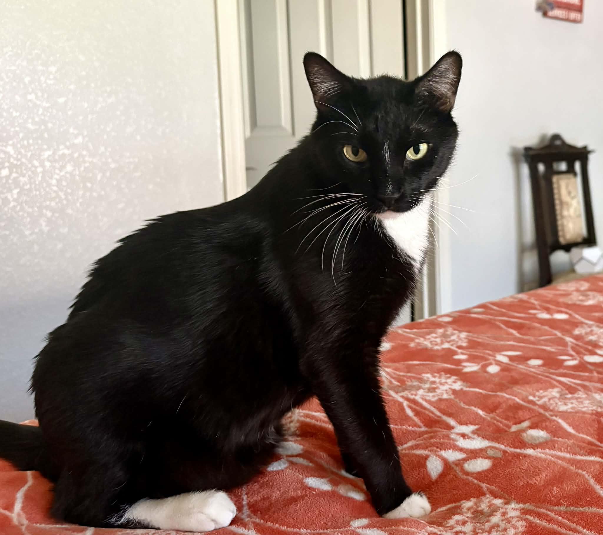 Felix, ADOPTABLE, Adult Male Domestic Short Hair.