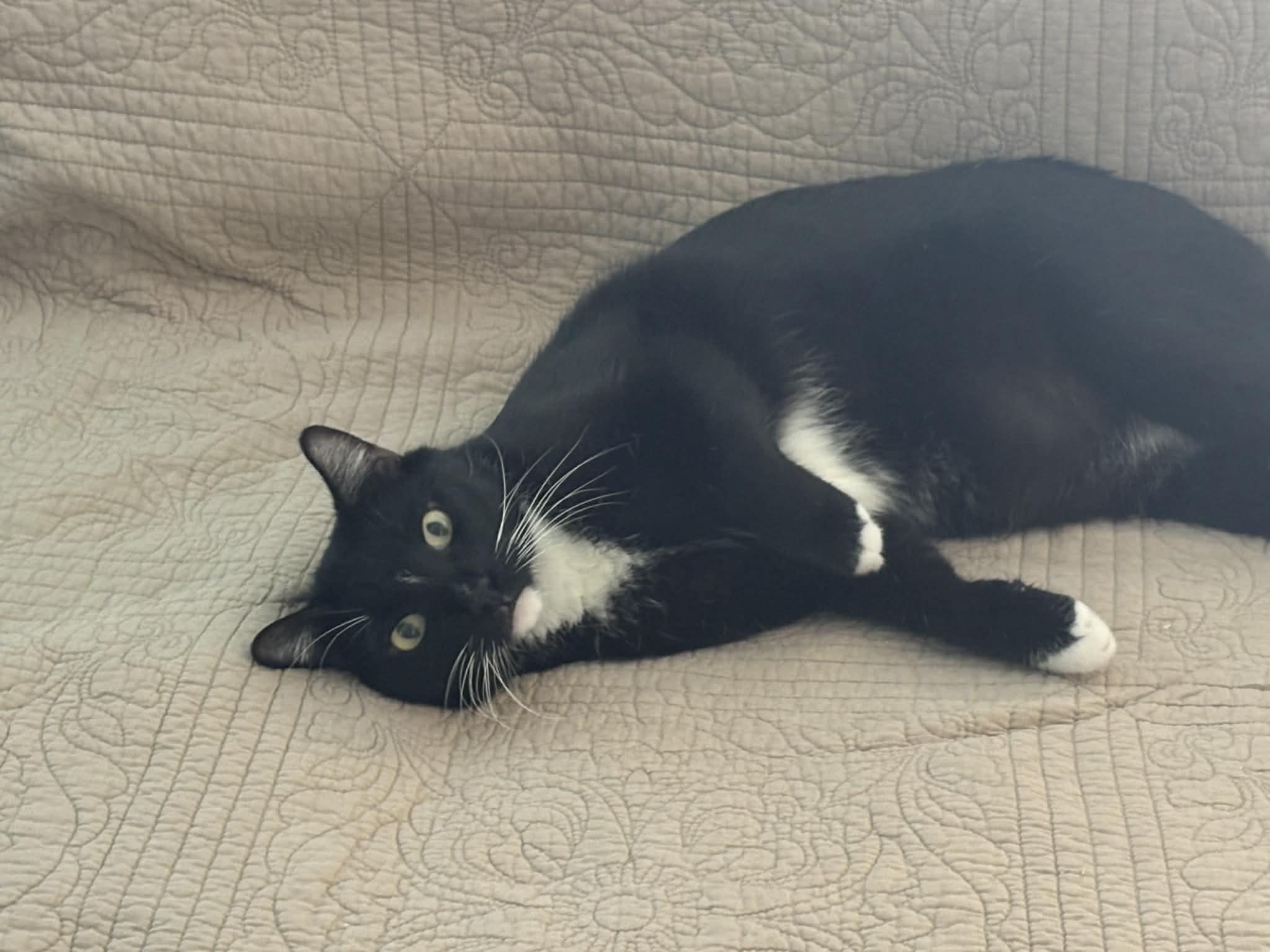 Enlarge Felix, a ADOPTABLE Domestic Short Hair in queen creek, AZ image 4/6