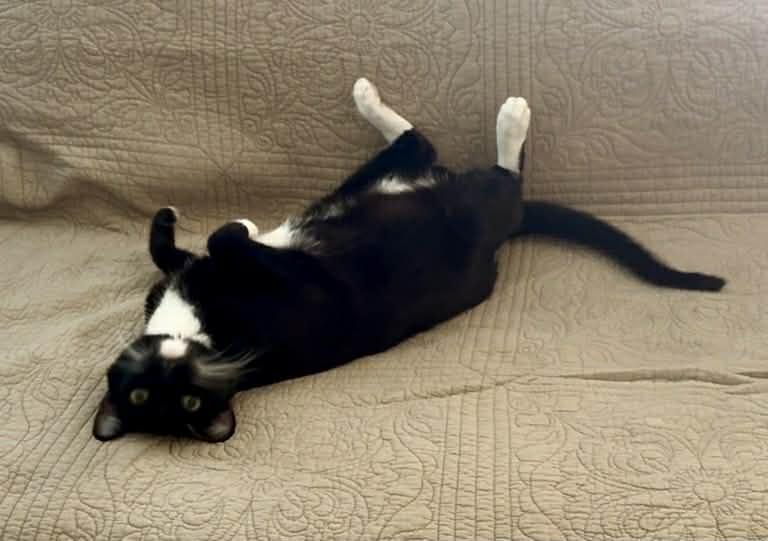 Enlarge Felix, a ADOPTABLE Domestic Short Hair in queen creek, AZ image 3/6