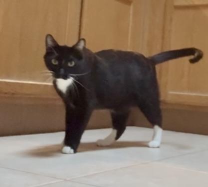 Enlarge Felix, a ADOPTABLE Domestic Short Hair in queen creek, AZ image 2/6