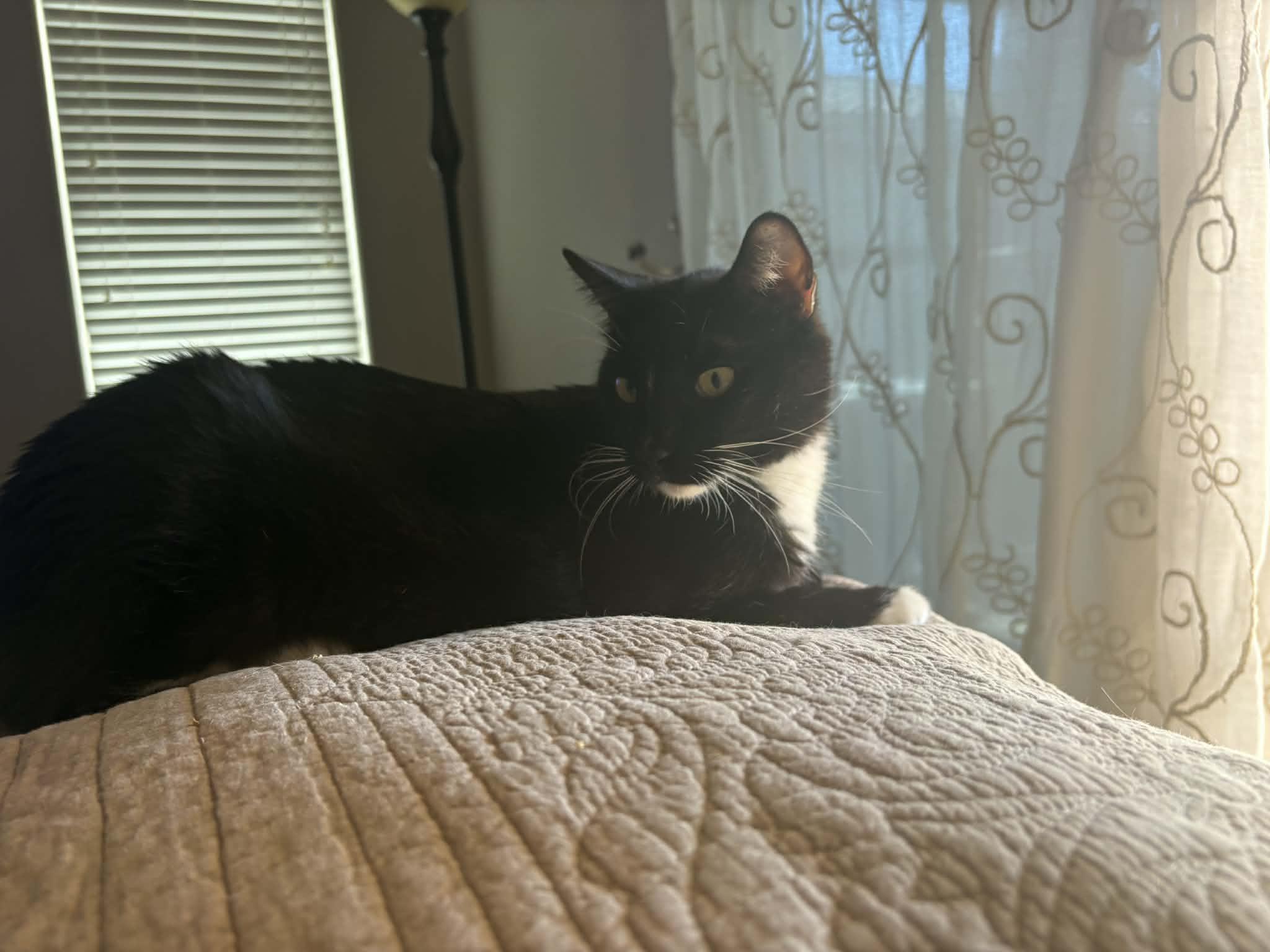 Enlarge Felix, a ADOPTABLE Domestic Short Hair in queen creek, AZ image 6/6