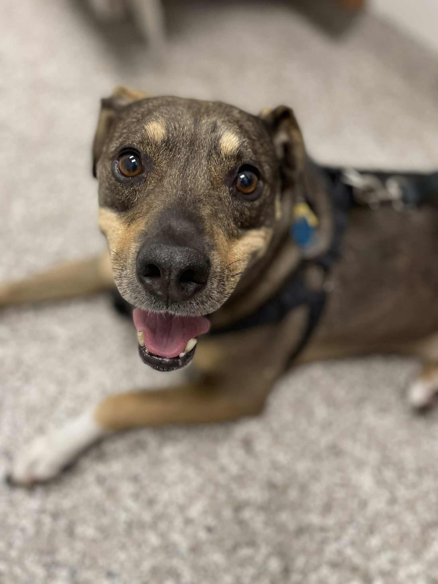 Link, Adoptable, Senior Male Mixed Breed.