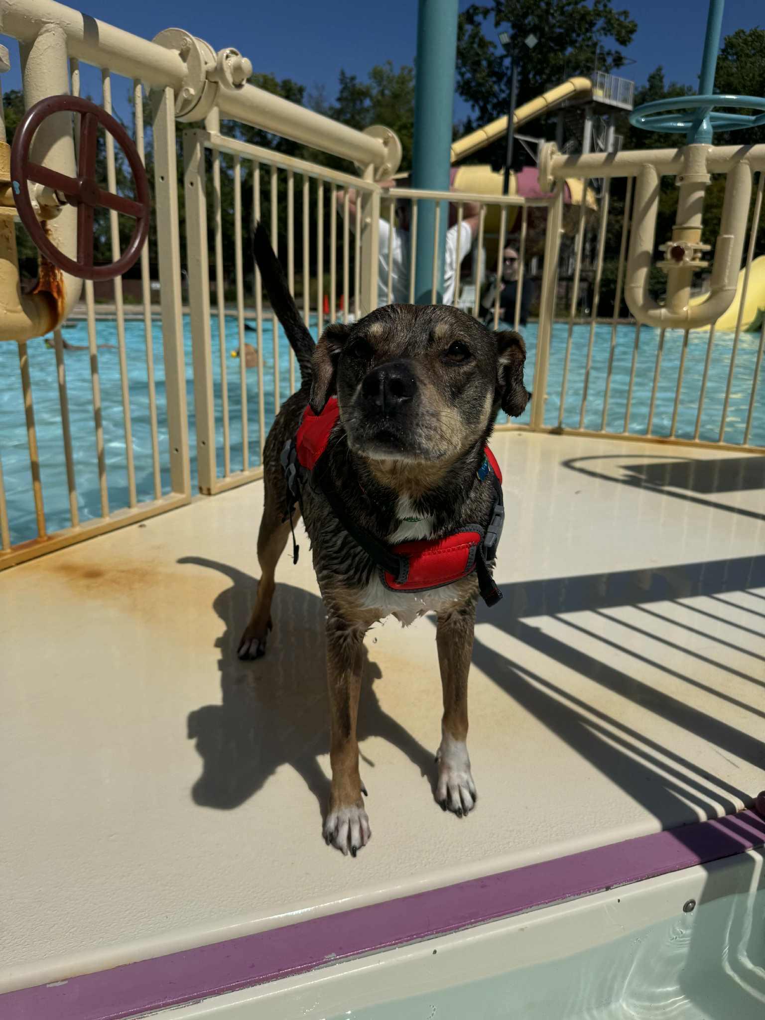 Enlarge Link, a Adoptable Mixed Breed in O Fallon, IL image 2/3