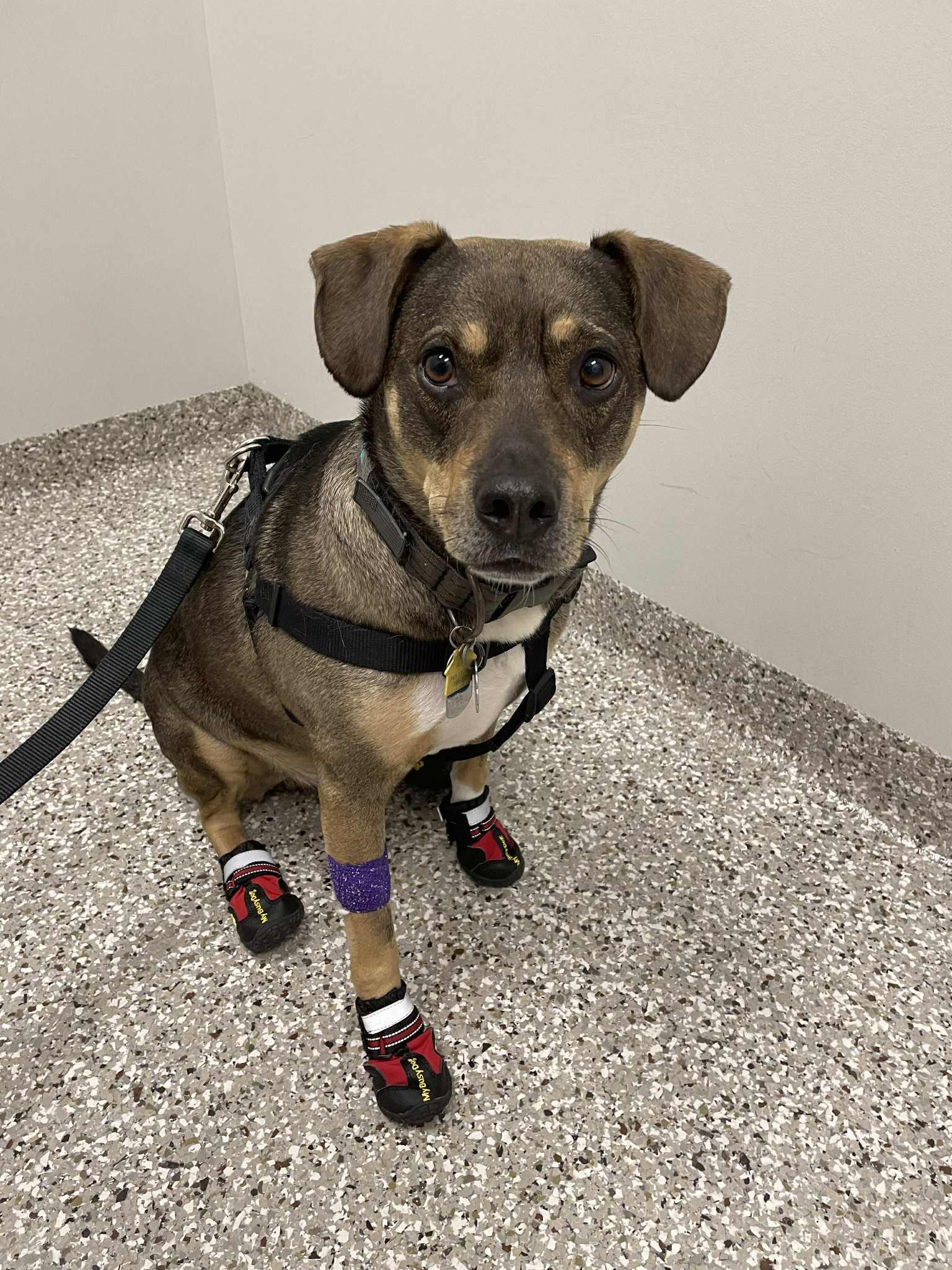 Enlarge Link, a Adoptable Mixed Breed in O Fallon, IL image 3/3