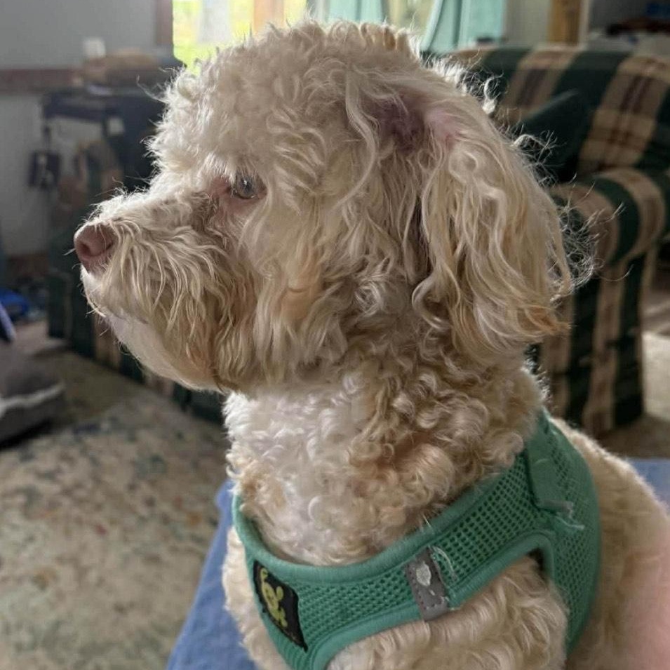 Enlarge Coco, a ADOPTABLE Cavapoo in Franklin, TN image 2/3