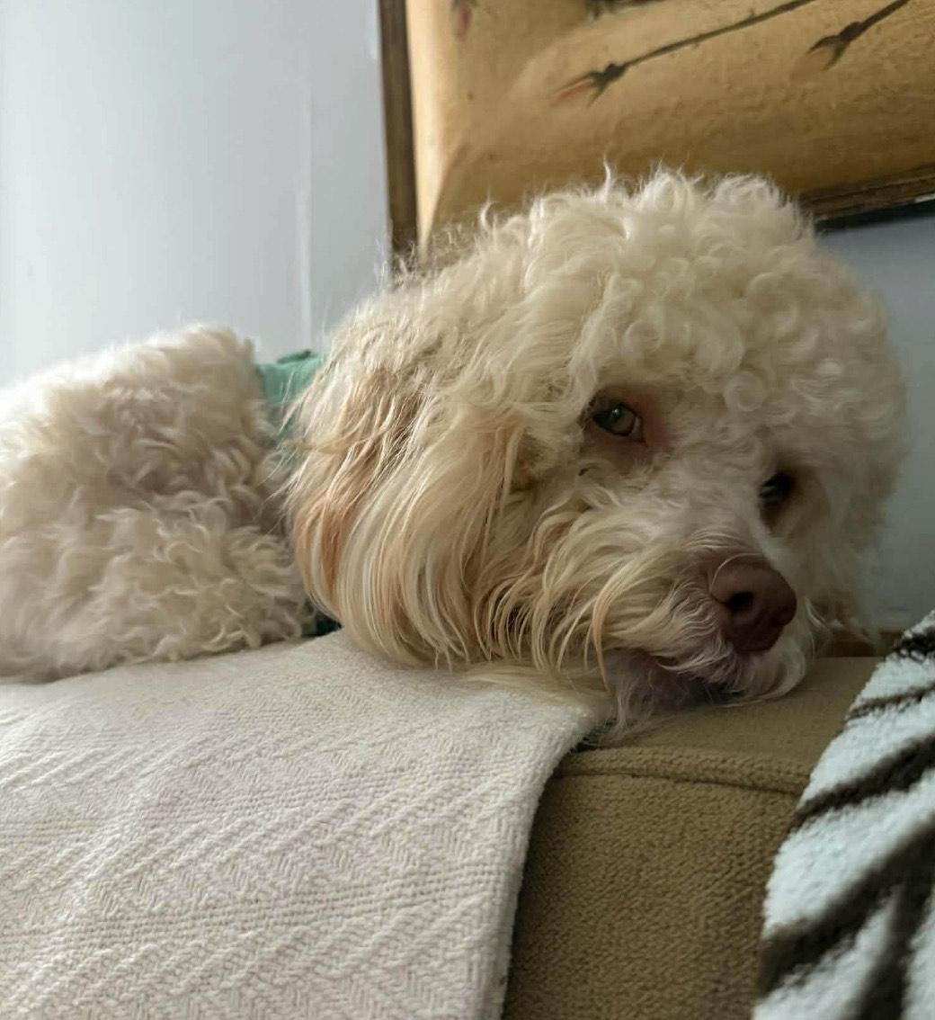 Enlarge Coco, a ADOPTABLE Cavapoo in Franklin, TN image 3/3