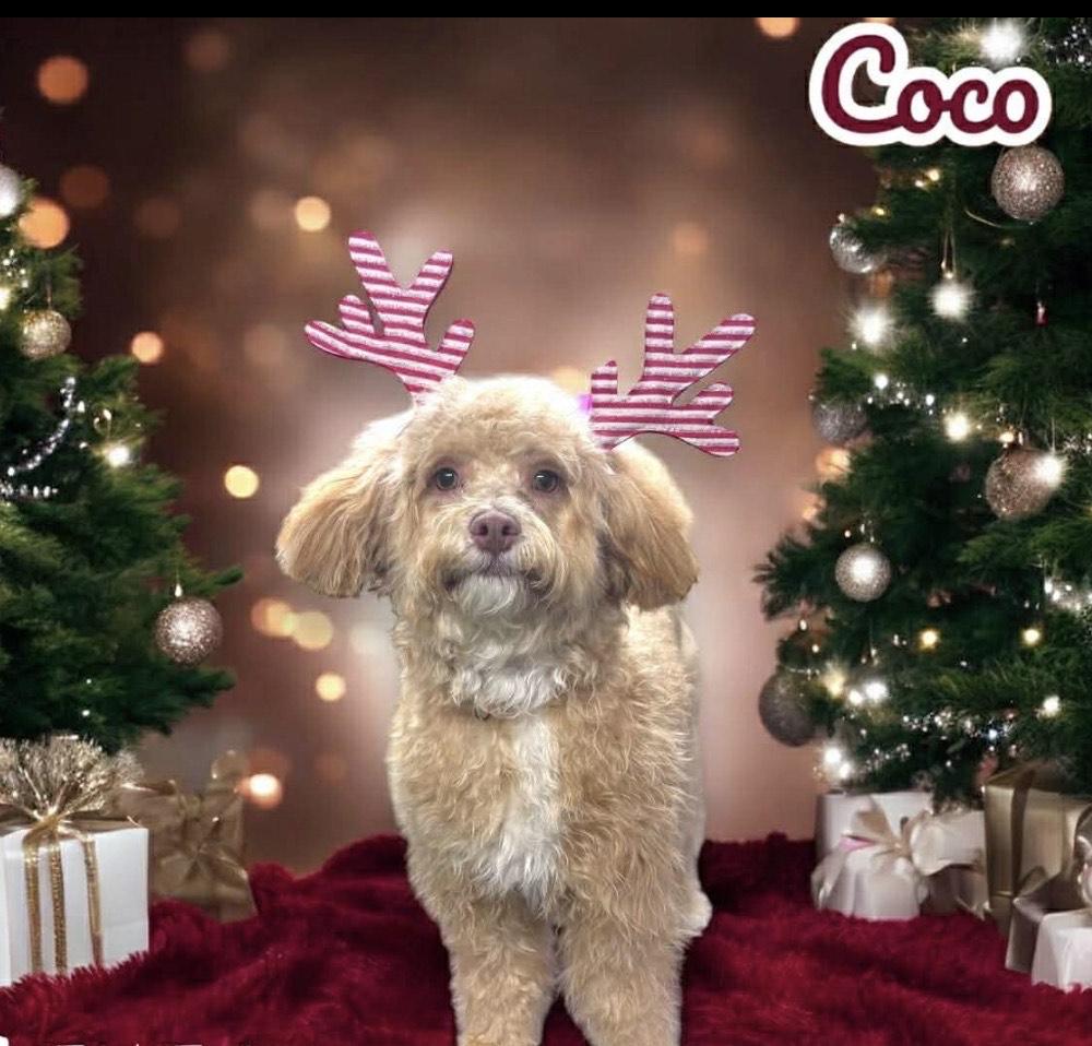 Coco, ADOPTABLE, Young Female Cavapoo.
