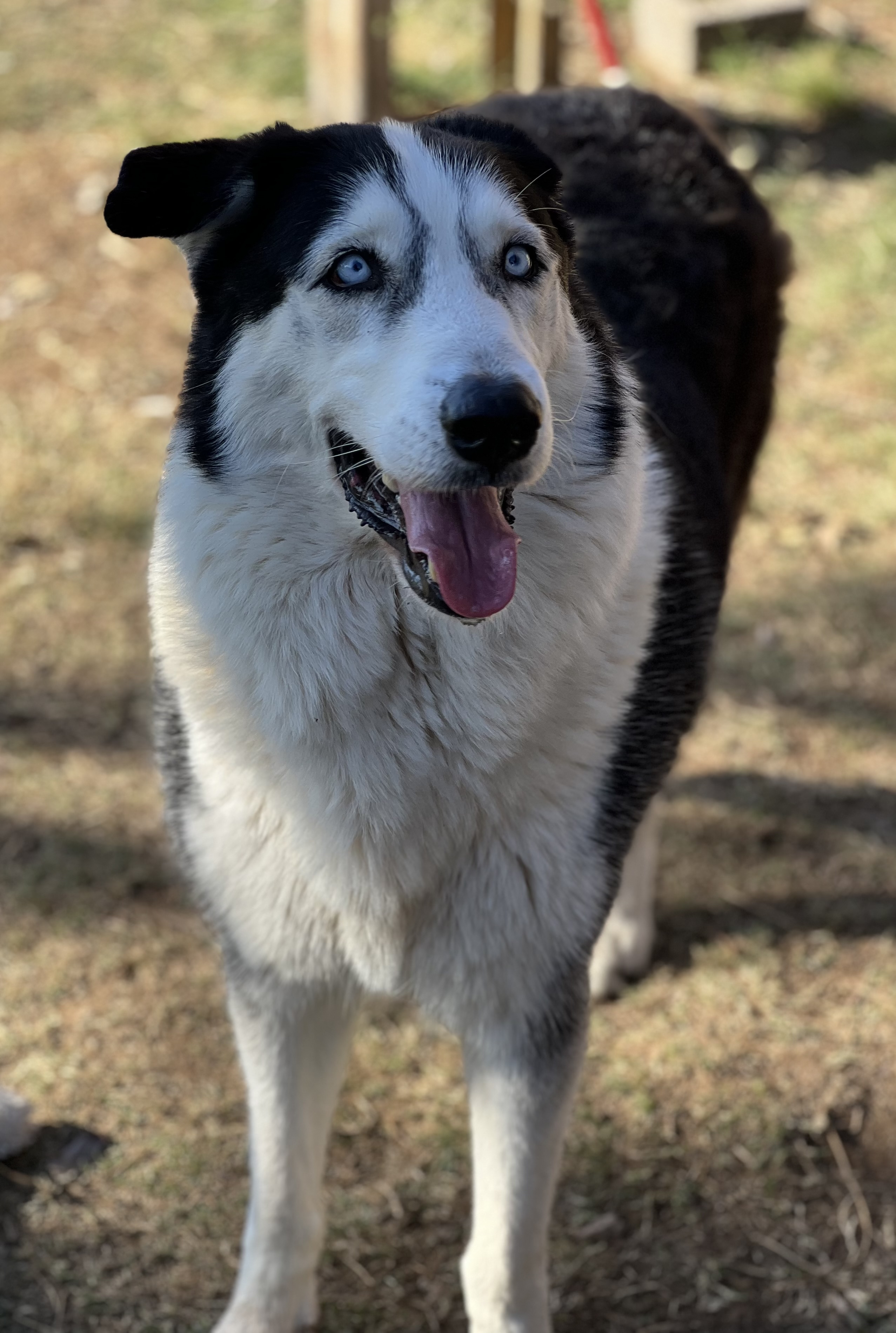 Balto photo 2