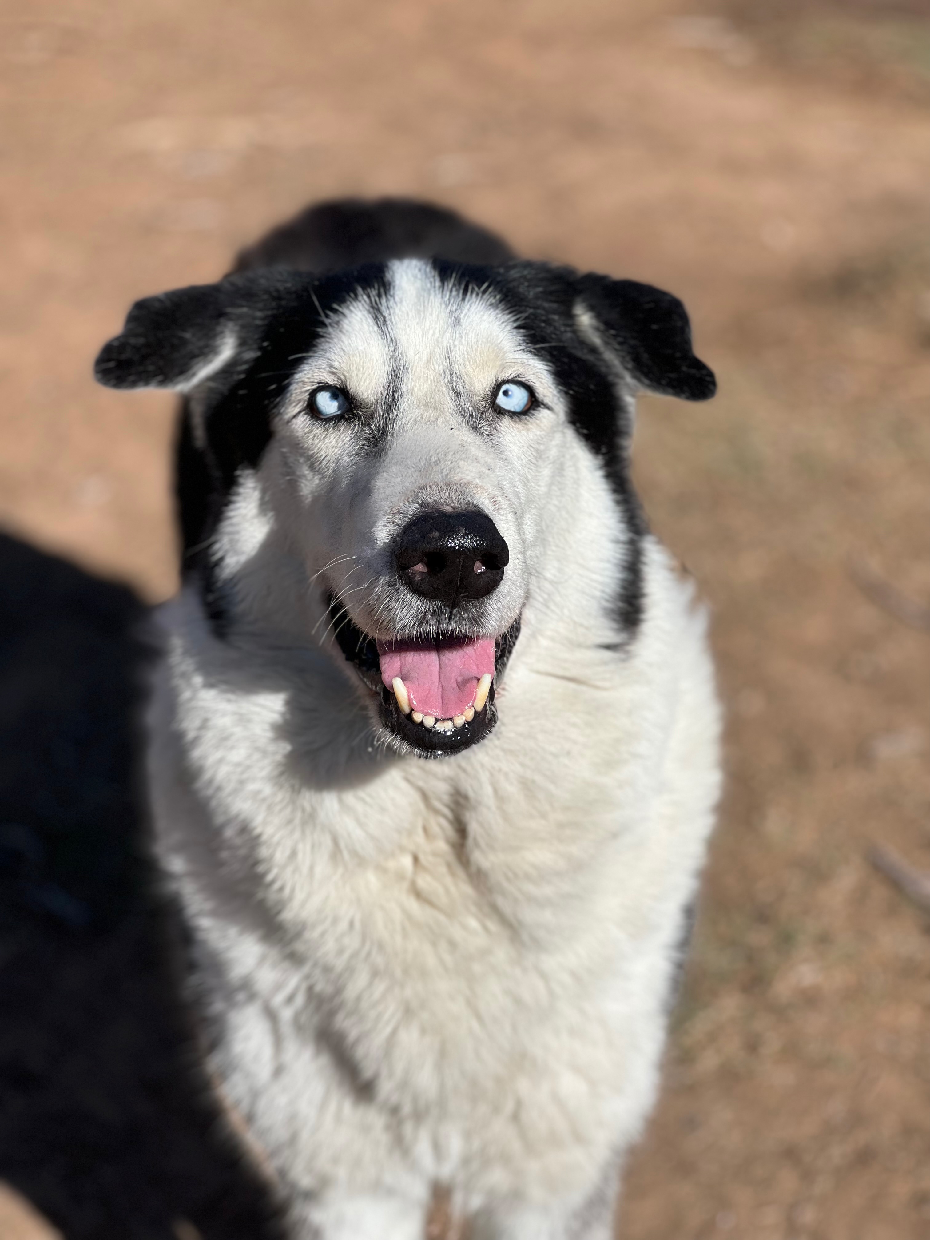 Balto photo 4