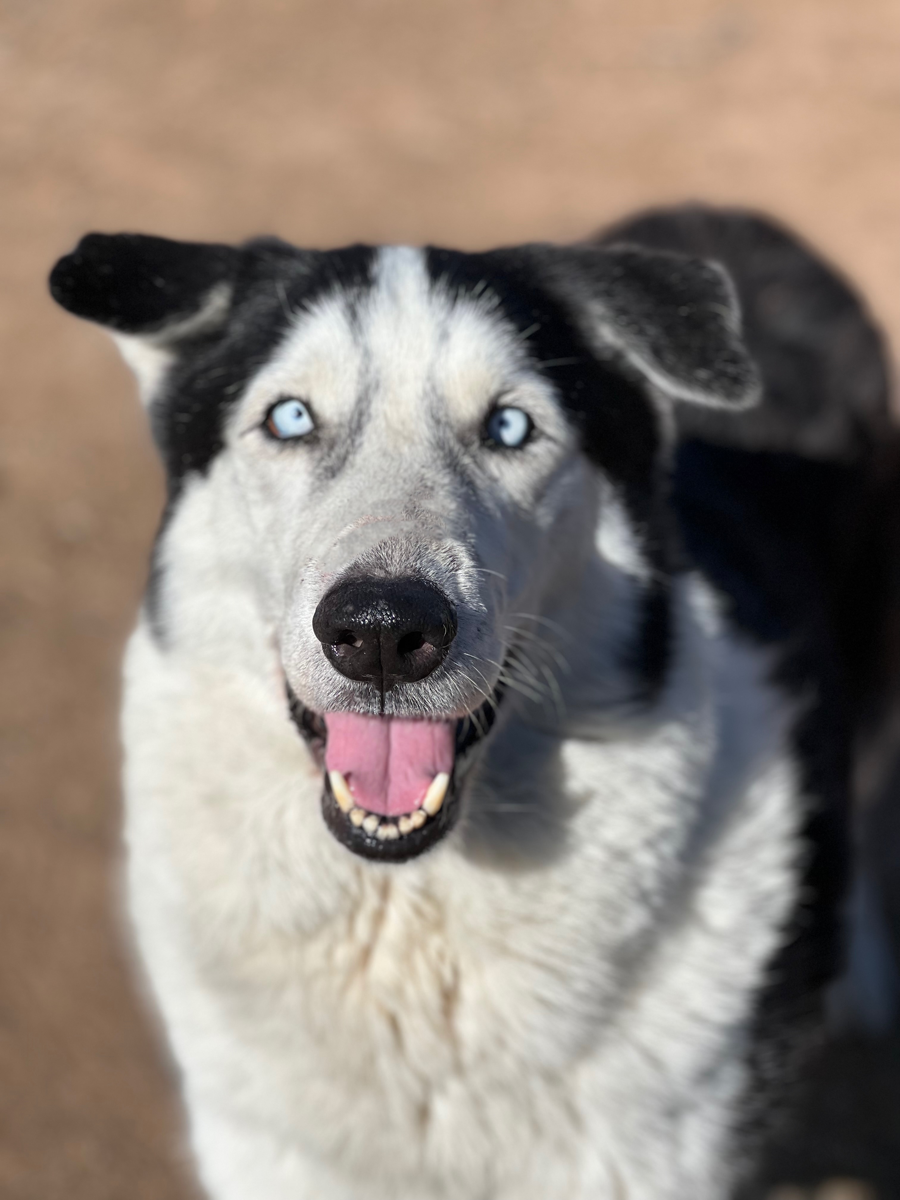 Balto