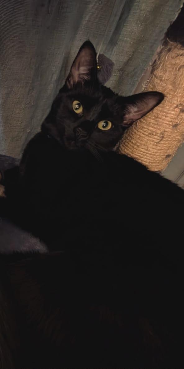 Enlarge Rihanna, a ADOPTABLE Domestic Short Hair in Verdun, QC image 1/1