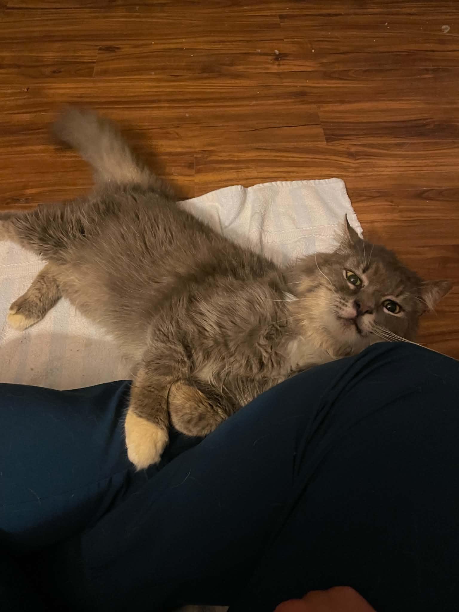 Enlarge Whiskers, a ADOPTABLE Domestic Long Hair in Penfield, NY image 3/4