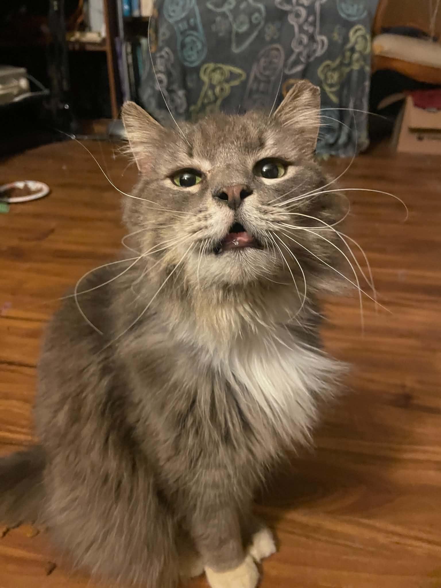 Enlarge Whiskers, a ADOPTABLE Domestic Long Hair in Penfield, NY image 2/4