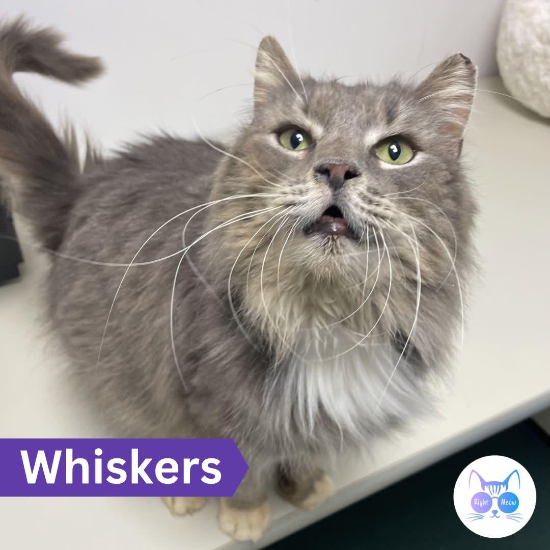Enlarge Whiskers, a ADOPTABLE Domestic Long Hair in Penfield, NY image 1/4