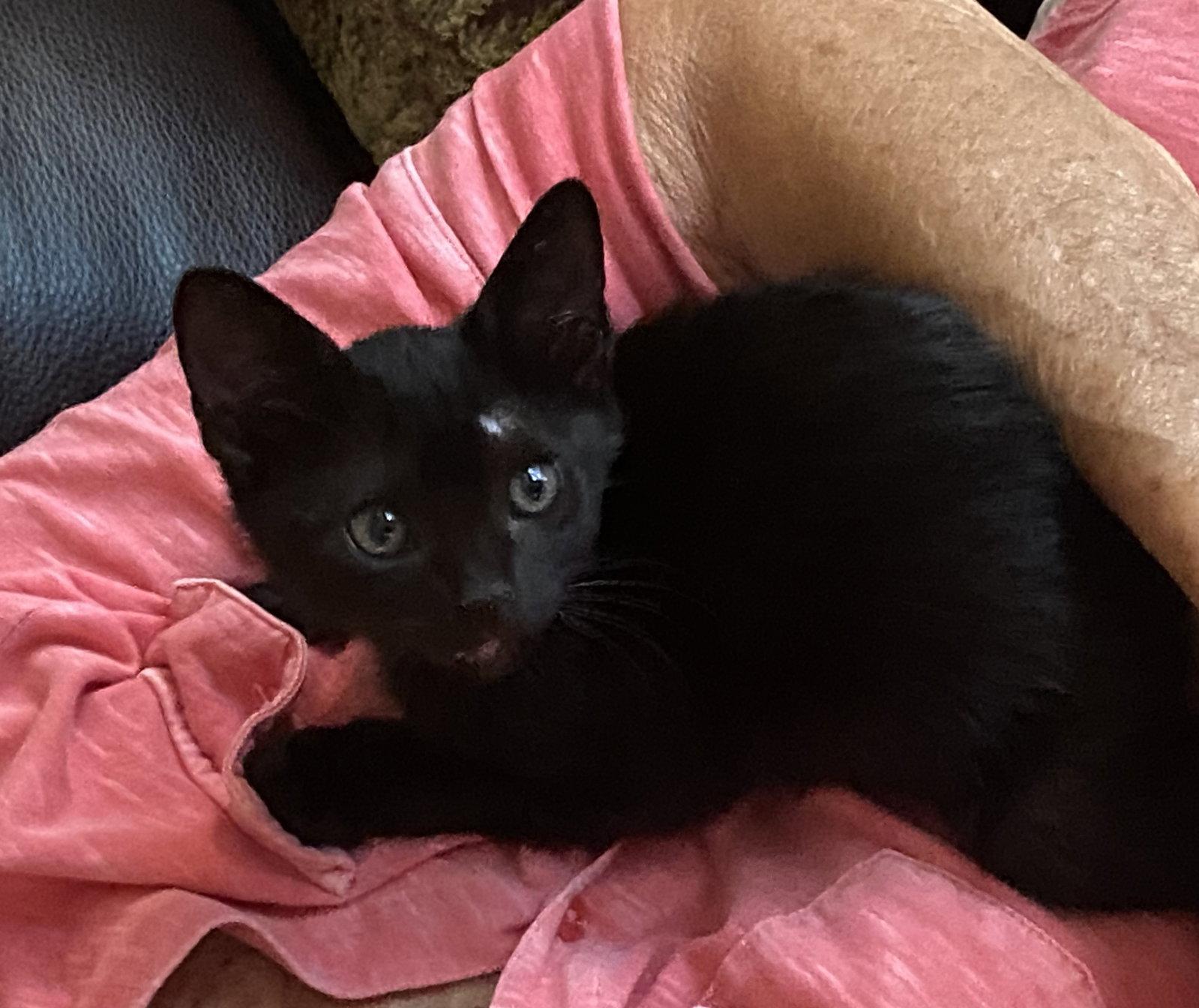 Dolly, Adopted, Young Female Domestic Short Hair.