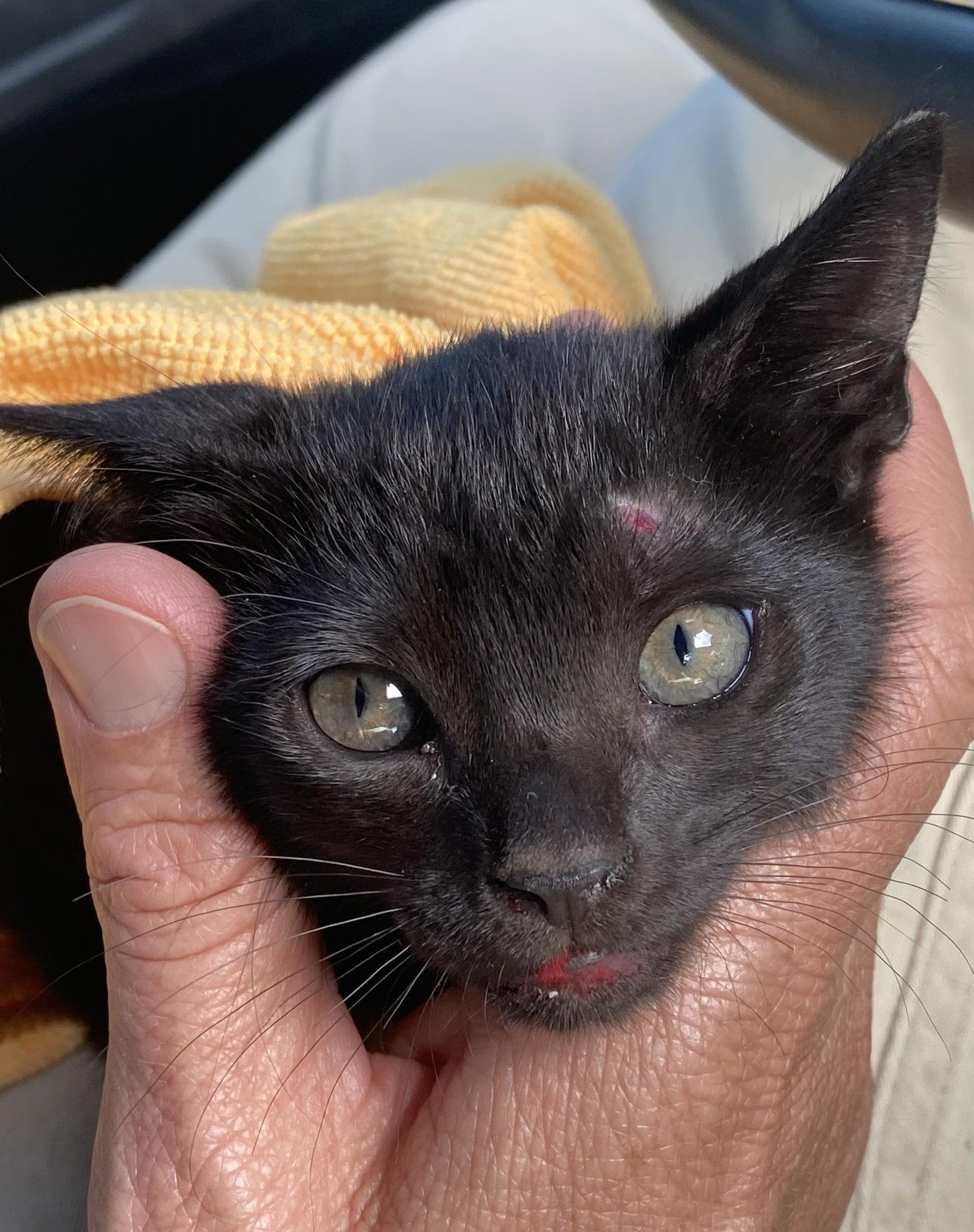 Enlarge Dolly, a Adopted Domestic Short Hair in West Palm Beach, FL image 2/2