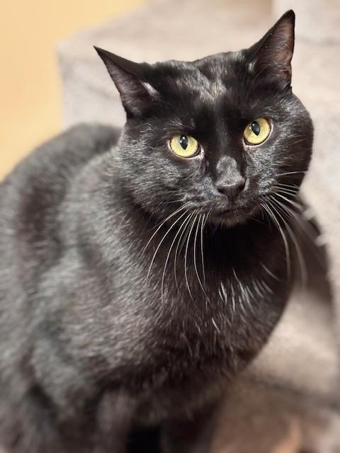 Domino, adopted, Adult Male Domestic Short Hair.