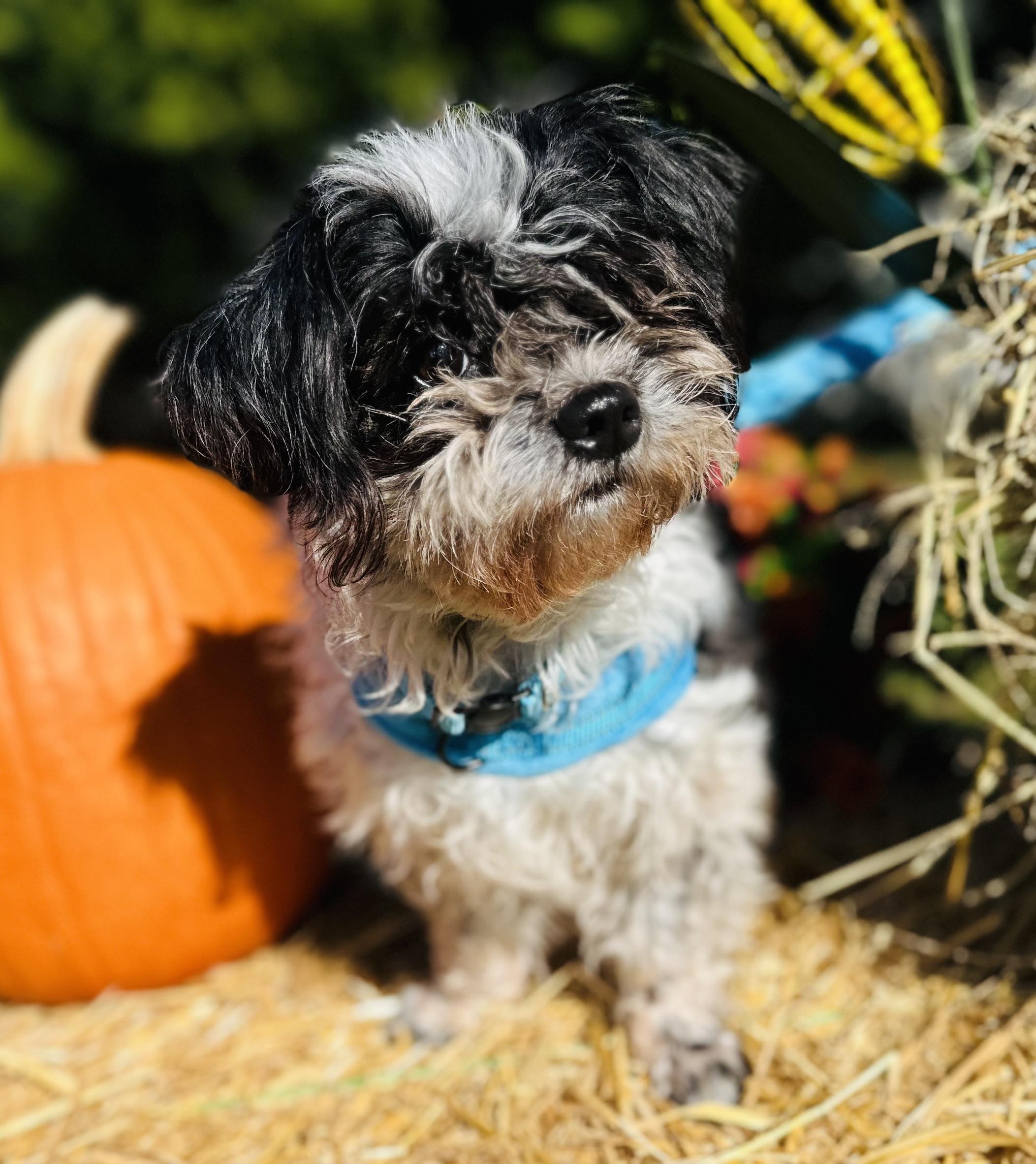 Sophie, Adoptable, Adult Female Shih Tzu.