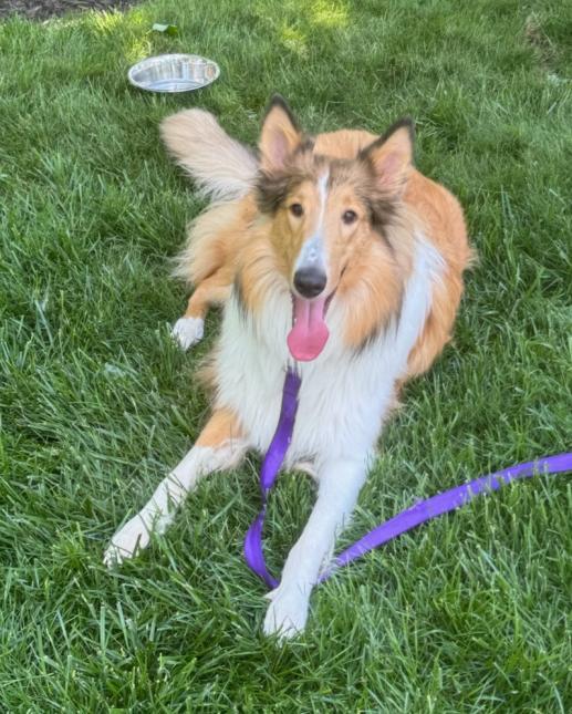 Enlarge Sophie, a Adoptable mixed breed in Clarksburg, MD image 2/4