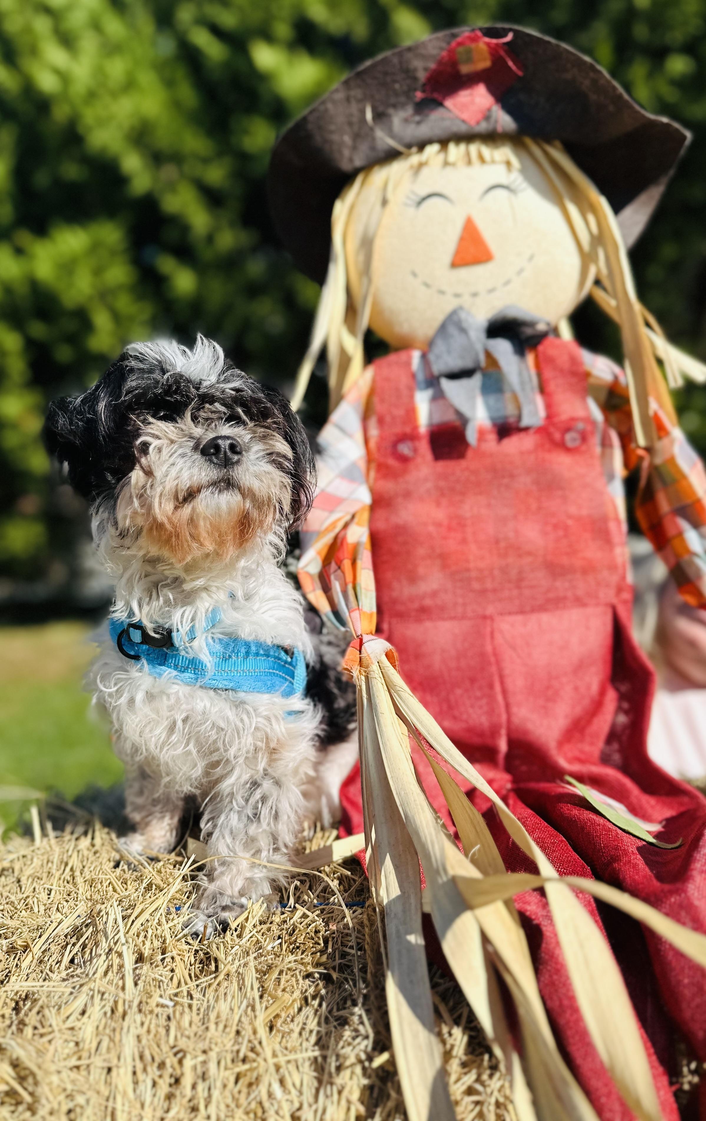 Enlarge Sophie, a Adoptable mixed breed in Clarksburg, MD image 3/4
