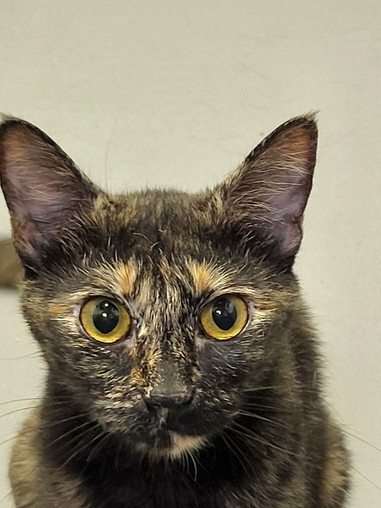 Tofu, Adoptable, Adult Female Domestic Short Hair.