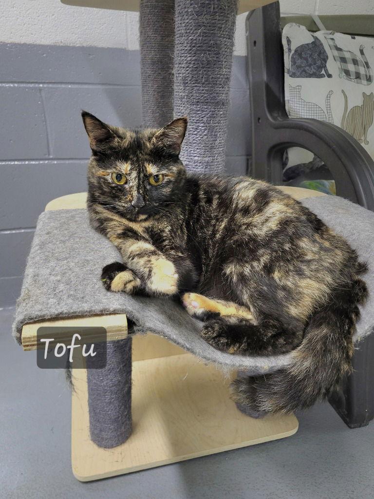 Tofu, Adoptable, Adult Female Domestic Short Hair.